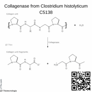 Collagenase from Clostridium histolyticum - 1 G